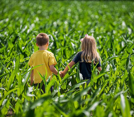 Two kids walking hand in hand through a corn field.